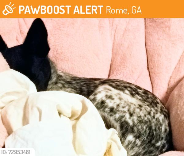 Found/Stray Female Dog last seen Sky in , Rome, GA 30165