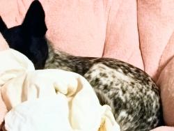 Found/Stray Female Dog last seen Sky in , Rome, GA 30165