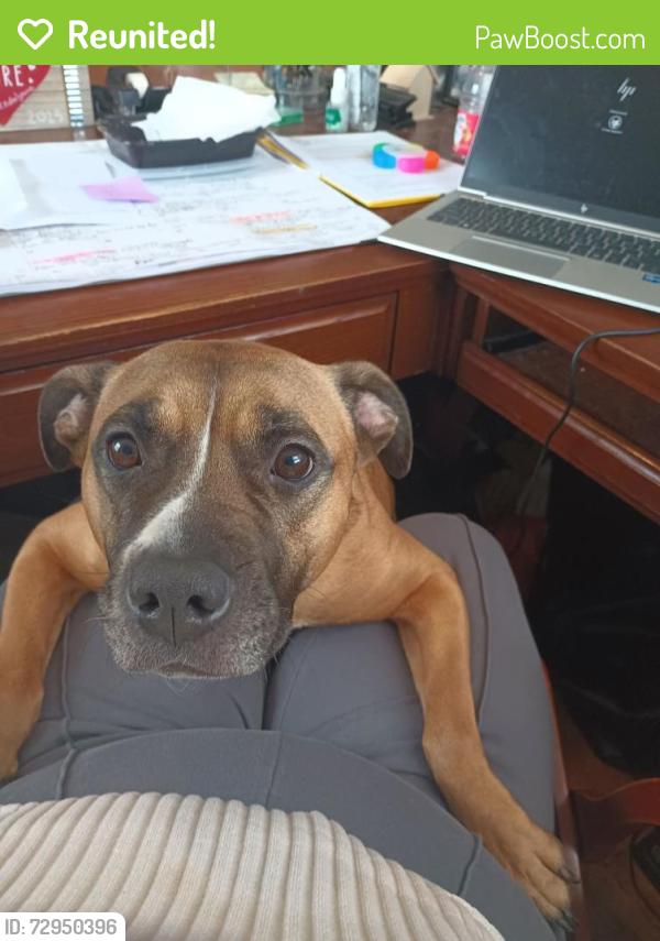 Reunited Female Dog last seen Pleasant Grove , Lansing, MI 48910