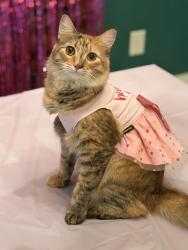 Reunited Female Cat last seen Battle Farms Neighborhood, Rome, GA 30165