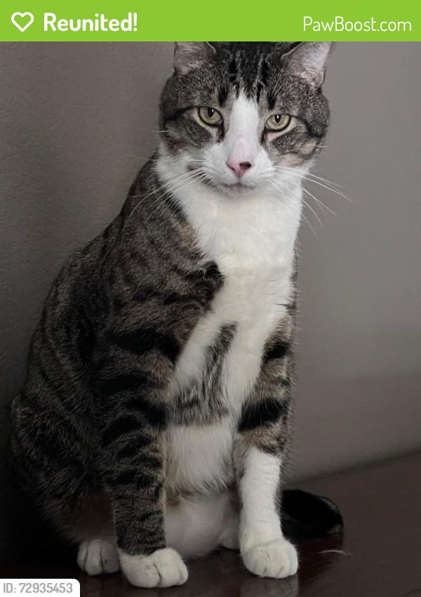 Reunited Male Cat last seen Treehouse Court, Henderson, NV 89012, Henderson, NV 89012