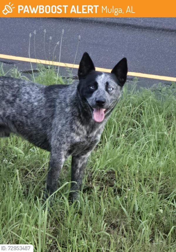 Found/Stray Male Dog last seen Hwy 269 just before it narrows to 2 lanes, Mulga, AL 35224