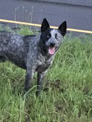 Found/Stray Male Dog last seen Hwy 269 just before it narrows to 2 lanes, Mulga, AL 35224