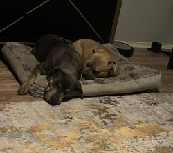Reunited Female Dog last seen 80th Sooner possibly Moore Ok, Moore, OK 73160