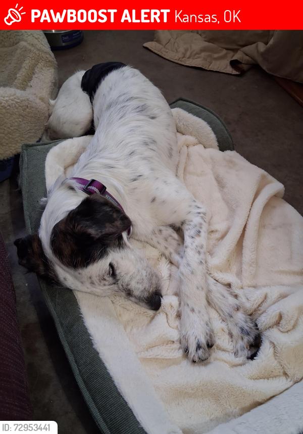 Lost Female Dog last seen Kansas, OK hwy 10 & Black Fox Road, Kansas, OK 74347