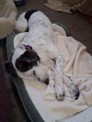 Lost Female Dog last seen Kansas, OK hwy 10 & Black Fox Road, Kansas, OK 74347