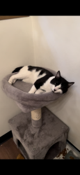 Lost Male Cat last seen Racine Ave, Bayshore Dr, Richdorf Dr, Lochrest, Little Muskego lake, Muskego, WI 53150