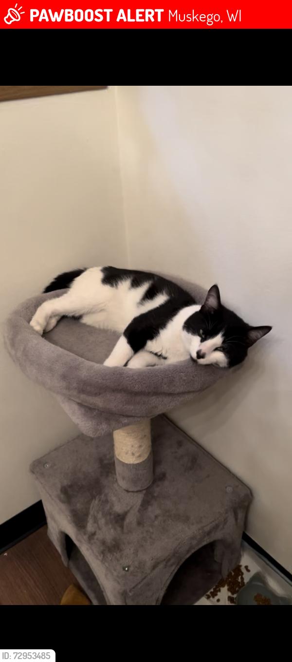 Lost Male Cat last seen Racine Ave, Bayshore Dr, Richdorf Dr, Lochrest, Little Muskego lake, Muskego, WI 53150