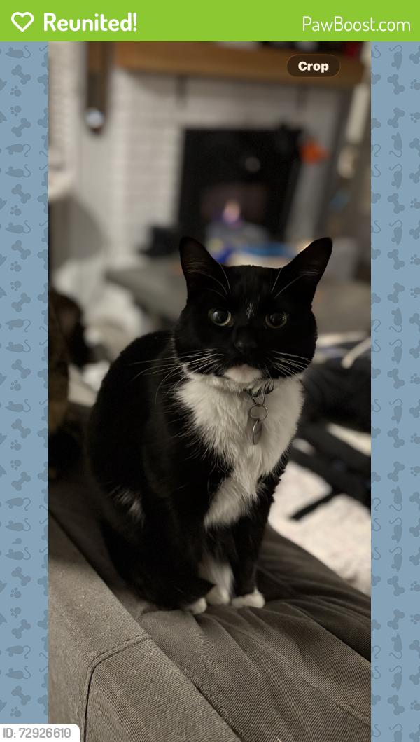 Reunited Female Cat last seen Bonson, Pitt Meadows, BC V3Y 1G8