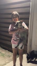 Lost Female Dog last seen Casalita dr, Garland, TX 75040