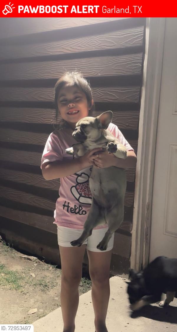 Lost Female Dog last seen Casalita dr, Garland, TX 75040