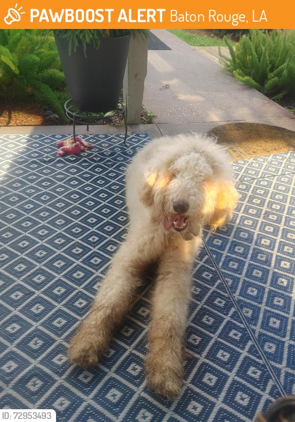 Found/Stray Male Dog last seen Exchequir, Baton Rouge, LA 70809