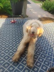 Found/Stray Male Dog last seen Exchequir, Baton Rouge, LA 70809