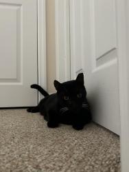 Lost Male Cat last seen San Souci Street, North River Shores, FL 34994