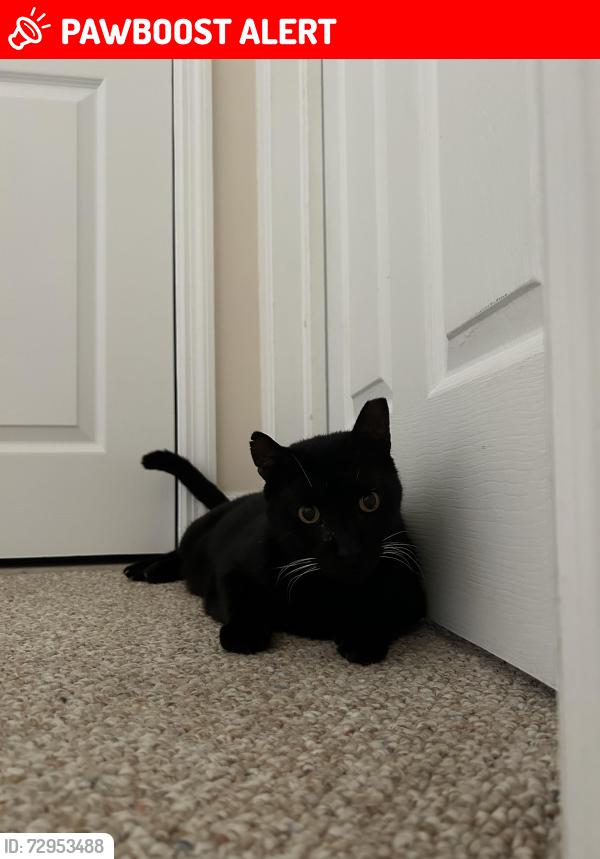 Lost Male Cat last seen San Souci Street, North River Shores, FL 34994