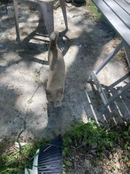 Reunited Unknown Cat last seen Ecorse and Maus, Ypsilanti, MI 48198