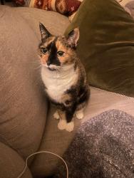 Reunited Female Cat last seen Pizza Roma Perry highway, Pittsburgh, PA 15237