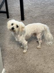 Reunited Male Dog last seen New Territory Blvd, Sugar Land, TX 77479, USA, Sugar Land, TX 77479