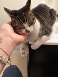 Reunited Female Cat last seen Near W Elk Pl, Denver CO 80211, Denver, CO 80211