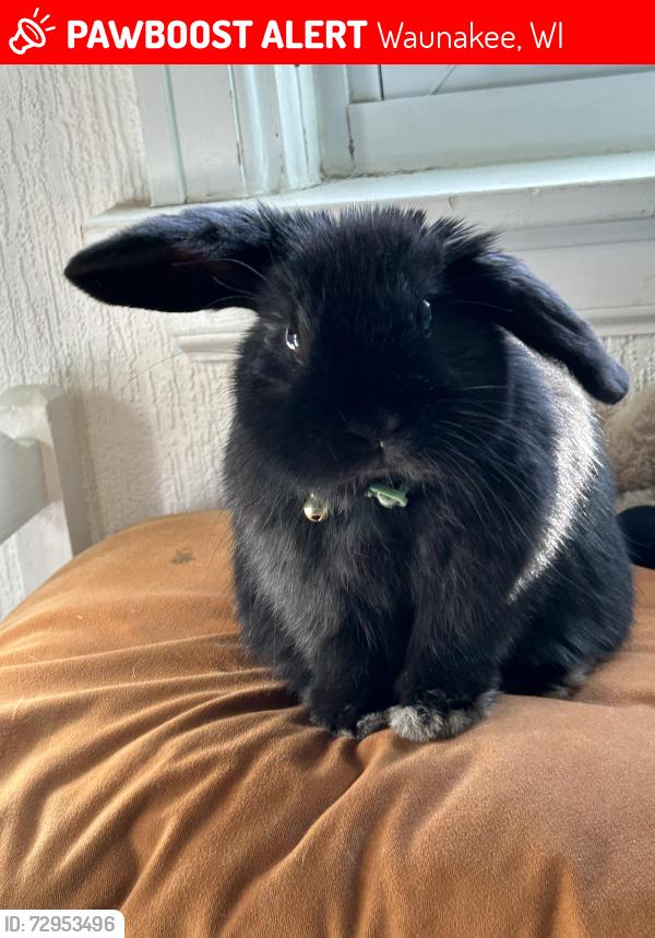 Lost Male Rabbit last seen Near kearney way, 102, waunakee 53597, Waunakee, WI 53597