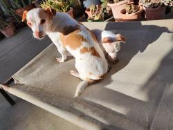 Reunited Female Dog last seen Near w willow st / N baker st, Stockton, CA 95203