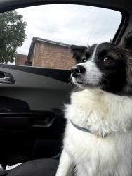 Found/Stray Female Dog last seen 83rd & Ingleside , Chicago, IL 60617