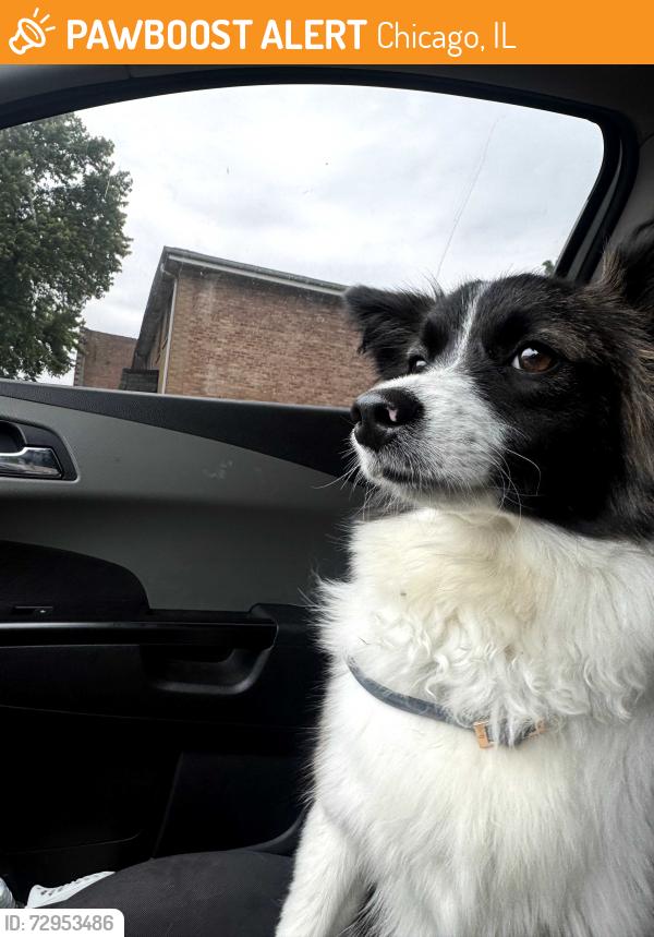 Found/Stray Female Dog last seen 83rd & Ingleside , Chicago, IL 60617