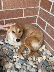 Reunited Male Dog last seen Near jenny gulch , Rapid City, SD 57702