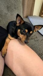 Reunited Male Dog last seen Forthood st., Fort Hood, TX 76544