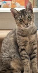 Lost Male Cat last seen Galway Trask, Garden Grove, CA 92844