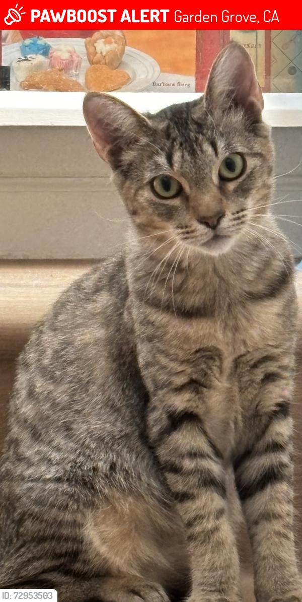 Lost Male Cat last seen Galway Trask, Garden Grove, CA 92844