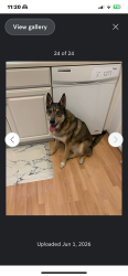 Reunited Female Dog last seen Fields Ertel/Butler Warren/Snider, Mason, OH 45040