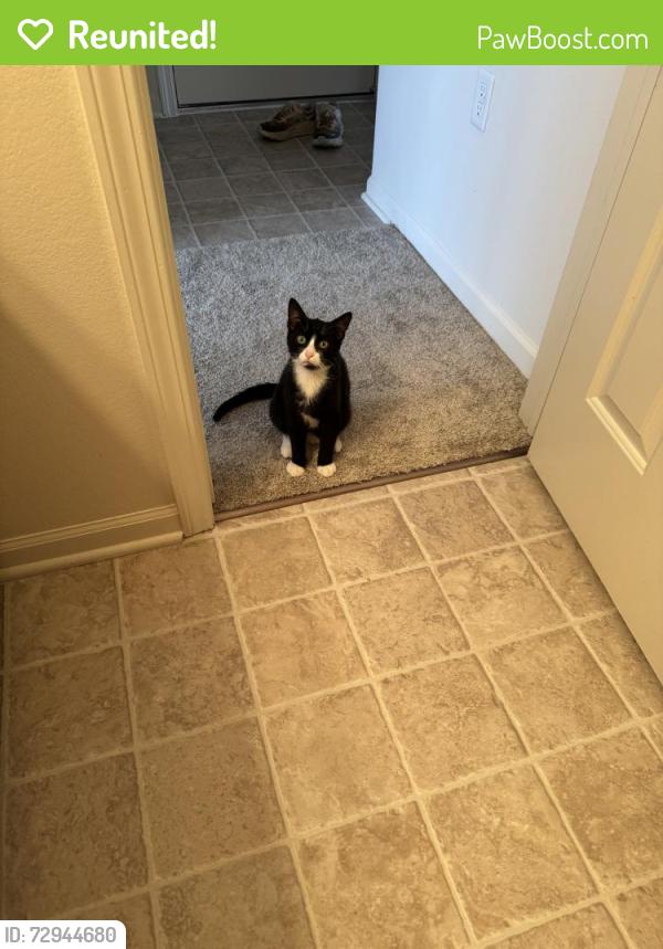 Reunited Male Cat last seen London St , Menasha, WI 54952