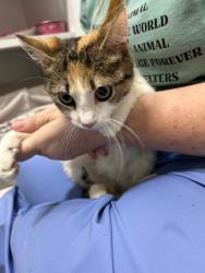 Shelter Stray Female Cat last seen , East Ridge, TN 37412