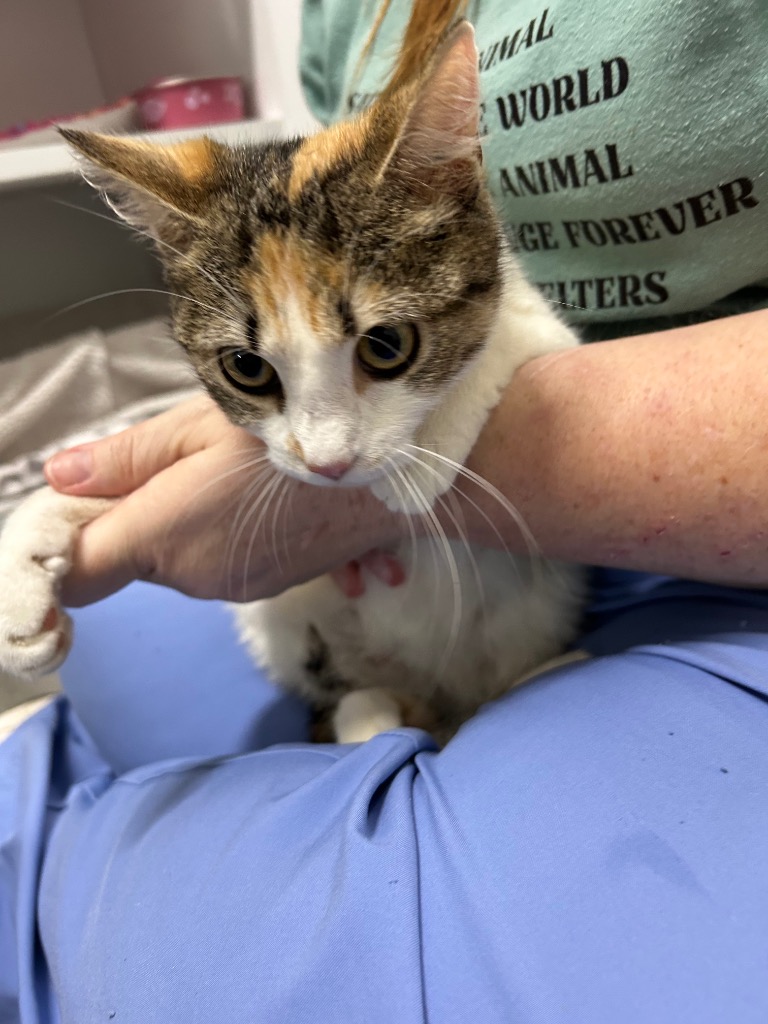 Shelter Stray Female Cat last seen , East Ridge, TN 37412