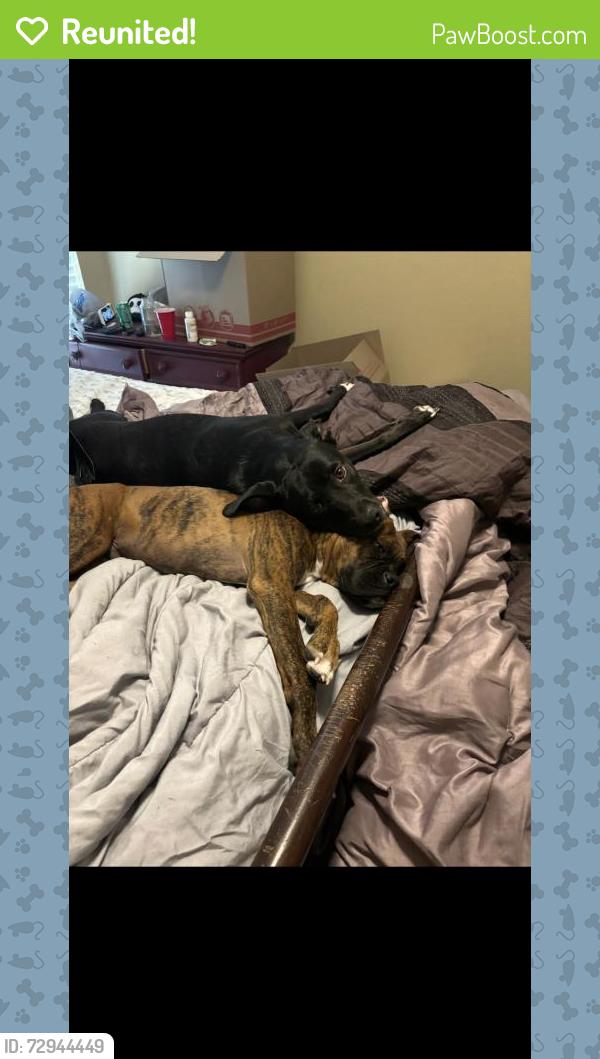Reunited Female Dog last seen Carriage Hill, Denton, TX 76207, USA, Denton, TX 76207