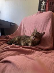 Reunited Male Cat last seen Kelly Street & Mansfield Avenue, Hayward, CA 94541