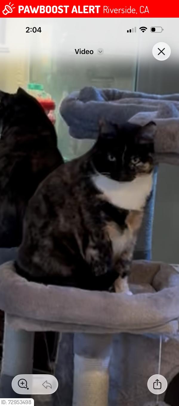 Lost Female Cat last seen Yucca drive and Sweetwater, Riverside, CA 92505