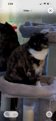 Lost Female Cat last seen Yucca drive and Sweetwater, Riverside, CA 92505