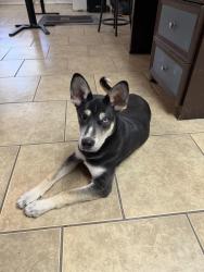Found/Stray Female Dog last seen AMAZON BUILDING ON EASTLAKE, El Paso, TX 79928