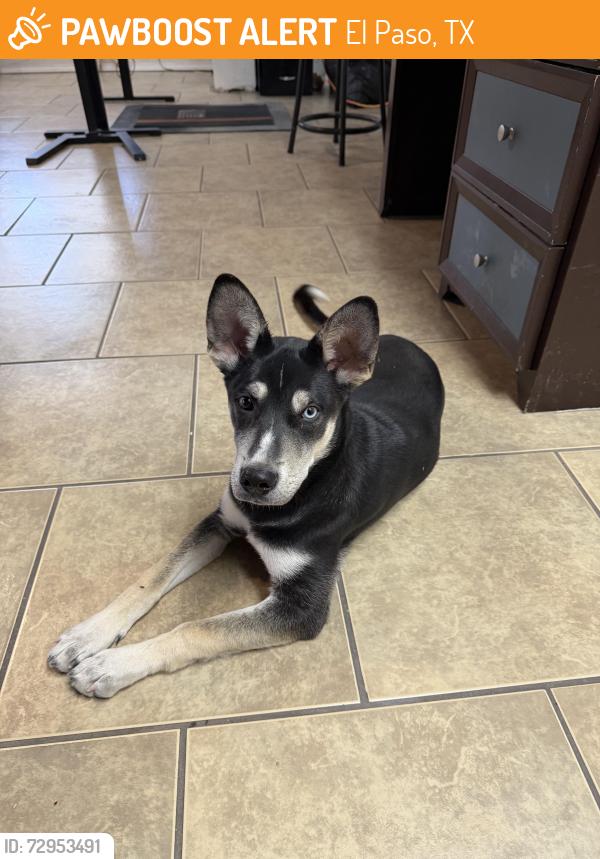 Found/Stray Female Dog last seen AMAZON BUILDING ON EASTLAKE, El Paso, TX 79928