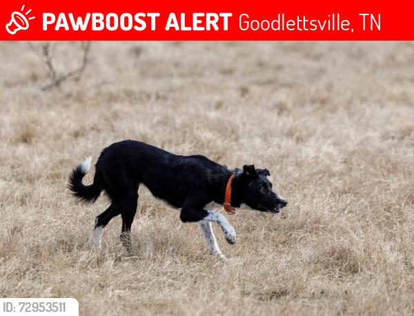 Lost Female Dog last seen Near Katy Hill drive goodlettsville tn , Goodlettsville, TN 37072