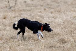 Lost Female Dog last seen Near Katy Hill drive goodlettsville tn , Goodlettsville, TN 37072