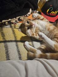 Reunited Male Cat last seen Near levelside ave lakewood ca, Lakewood, CA 90712