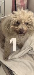Reunited Male Dog last seen between Adobe ln and Cresthill Rd, on N 2nd st, El Cajon, CA 92021