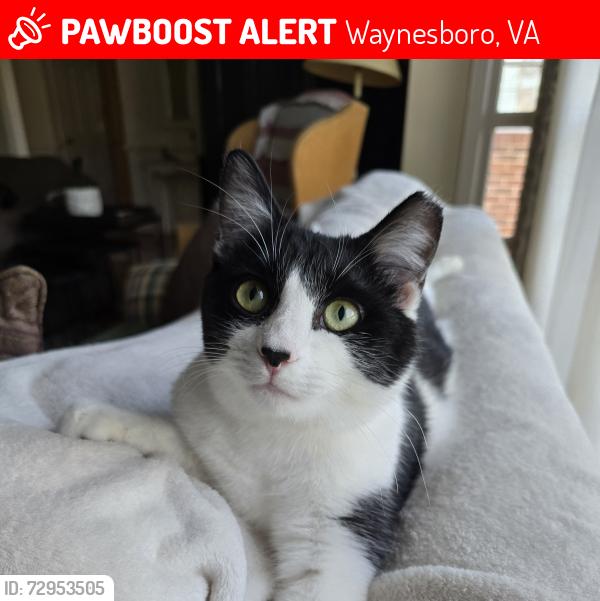 Lost Male Cat last seen Pelham and Princess Anne, Waynesboro, VA 22980