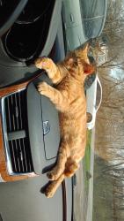 Lost Female Cat last seen Loves gas station , Lafayette, IN 47905