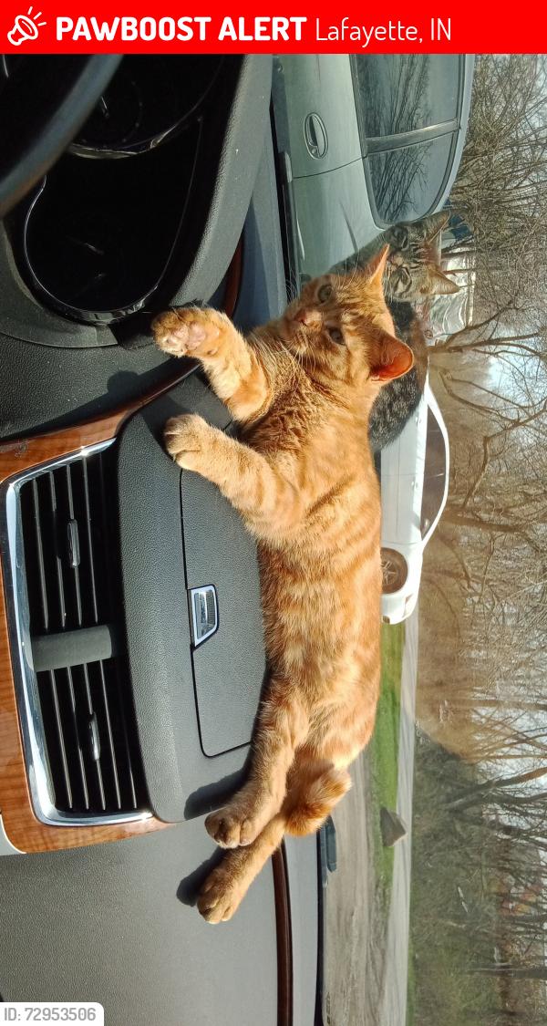 Lost Female Cat last seen Loves gas station , Lafayette, IN 47905