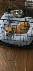 Lost Female Dog last seen The river close to the hallow, Austin, TX 78750