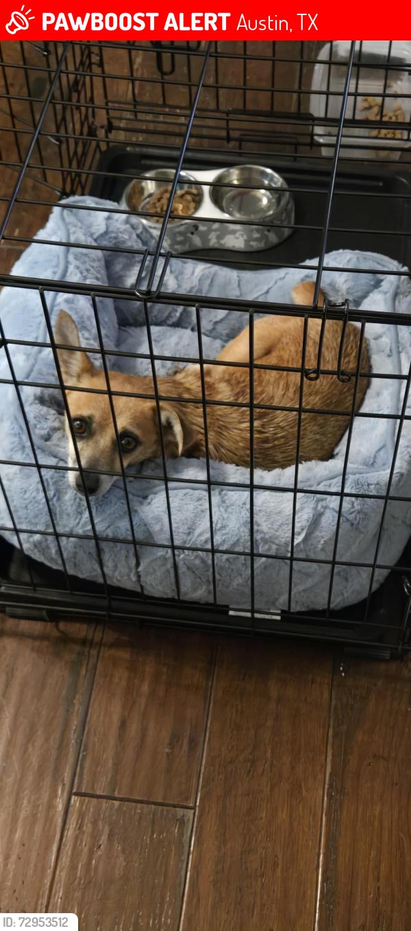 Lost Female Dog last seen The river close to the hallow, Austin, TX 78750